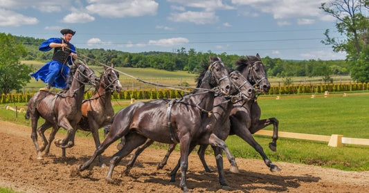 Why your horse’s legs may become swollen and 7 ways you can address it