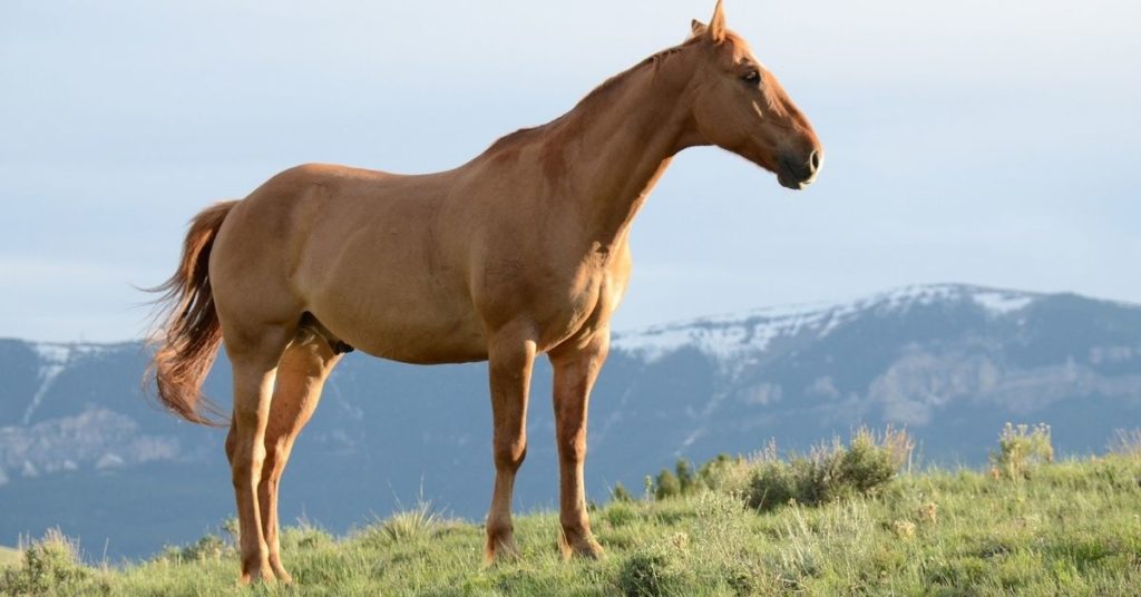 The most common reasons why your horse’s leg is swollen and 4 ways to reduce pain and inflammation