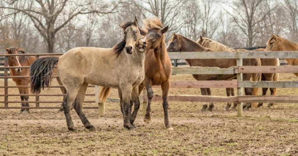 How compression, cold, and hot therapies help your horse’s legs
