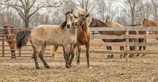How compression, cold, and hot therapies help your horse’s legs