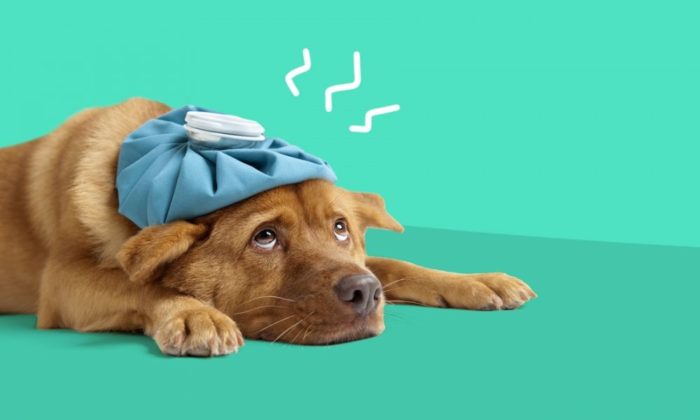 How heat and cold therapies work and which one is best for pain and inflammation