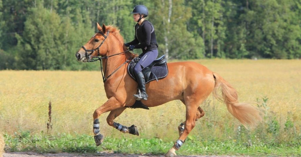The Oedema Dilemma: What causes oedema in horses’ legs and how to treat it
