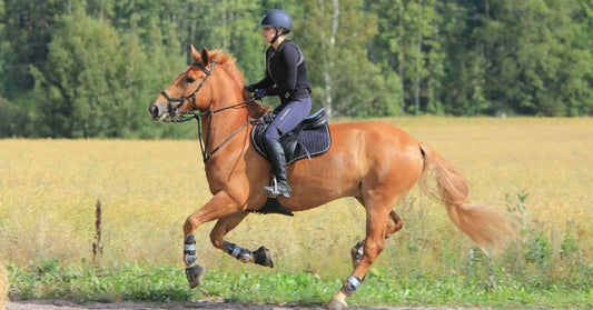 The Oedema Dilemma: What causes oedema in horses’ legs and how to treat it