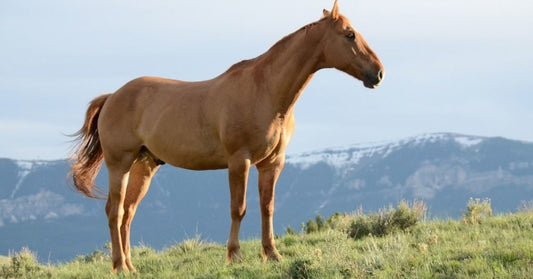 The most common reasons why your horse’s leg is swollen and 4 ways to reduce pain and inflammation